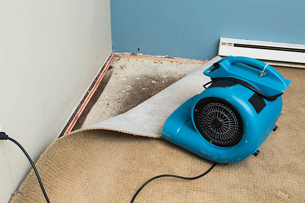 Best Carpet water damage restoration  in Southgate, KY